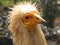 Head of egyptian vulture