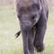 Head of elephant Asian or Asiatic elephant