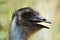 Head of emu bird Dromaius novaehollandiae