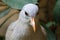 Head of an endangered kagu in frontal view