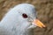 Head of an endangered and threatened kagu bird in quarter front view