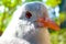 Head of an endangered and threatened rare kagu in quarter front view