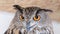 The head of the eurasian Eagle Owl - Bubo bubo. Close up