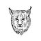 Head of a Eurasian Lynx Front View Scratchboard Style Black and White