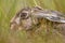 Head of European Hare hiding in vegetation