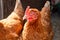 Head and eye of a red brown beautiful hen in chicken coop on sunny day. Concept of home farm