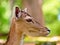 Head of a fallow deer