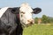 Head of a fat cow with slimy mouth, looking friendly, black and white, and blue background with copy space, adult black and white