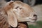 Head fat-tailed sheep closeup.