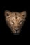 Head of a female lioness with a penetrating gaze of  ebony eyes isolated on black background