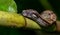 Head of Fer-de-lance Snake on a tree Branch