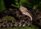 Head of Fer-de-lance Snake on a tree Branch