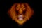 Head of fire lion