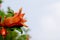 Head flower of pomegranate plant