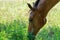 Head foal horse close-up. Little horse grazing in pasture and eating green grass.