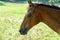 Head foal horse close-up. Little horse grazing in pasture and eating green grass.