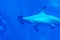 Head focus close up shot of hammer head Sharks in a blue water a