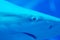 Head focus close up shot of Sandbar Silvertip Sharks in a blue w