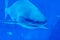 Head focus close up shot of Sandbar Silvertip Sharks in a blue w