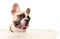 Head of french bulldog smile in box isolated