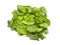 Head of fresh Boston Lettuce