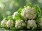 head of fresh cauliflower close-up