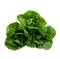 Head of fresh organic lettuces salad on white background. Healthy food concept with copy space