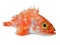 Head of fresh scorpionfish on white background.