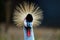 Head in frontal view with a radial crest of a black crowned crane balearica pavonina shining in the bright sun