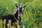 Head of funny  black goat. Black goat portrait