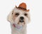 head of funny shih tzu wearing hat and scarf