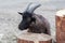 Head of funny silly black goat stands near logs