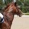 Head of galloping the sorrel horse close-up