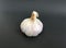 A head of garlic