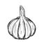The head of garlic in the husk. Doodle style. The vegetable is drawn by hand and isolated on a white background. For