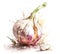 Head of garlic in watercolor splash over white background, generative AI illustration