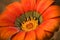 Head of Gazania - bright orange flower