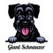 Head Giant Schnauzer - dog breed. Color image of a dogs head isolated on a white background