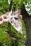 The head of a giraffe of mesh Giraffa camelopardalis reticulata Linnaeus in a profile