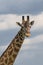 Head of giraffe over blue sky