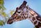 The head of a Giraffe Stock Photo