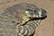 Head of a goanna lizard