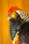The head of a golden pheasant with a red scallop on a yellow background