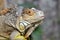 Head of gray and brown colored beautiful Iguana Leguan lizard
