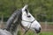 Head of a gray colored lipizzaner foal. Side view portrait of y