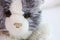 Head gray kitten plush toy close up