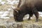 Head of grazing bison in snow in Yellowstone National Park in wi