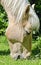 Head of a grazing cream coloured horse