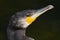 Head great cormorant on a dark background. Phalacrocorax carbo
