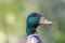 Head of a green and blue Mallard